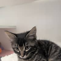 Photo of Chance