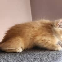 Photo of Morgan (Located In Foster Care In Templestowe)