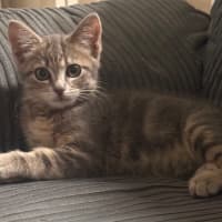 Photo of Kitty (Kale)