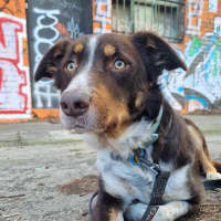 Photo of Lacey
