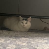 Photo of Dottie