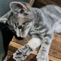 Photo of Mavis