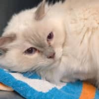 Photo of Ragustus And Ragamedes