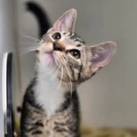 Photo of Milo