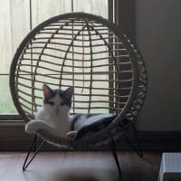 Photo of Sparky