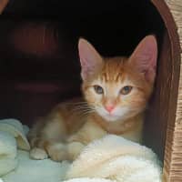 Photo of Theodore