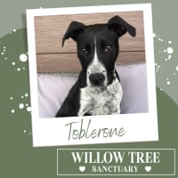 Photo of Toblerone