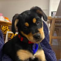 Photo of Elsie   11 Week Old Pug X Cavalier X Kelpie