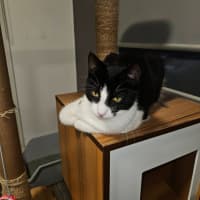 Photo of Libby ** 2nd Chance Cat Rescue **