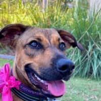 Photo of Rosie   2 Year Old Mixed Breed