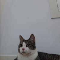 Photo of Timone