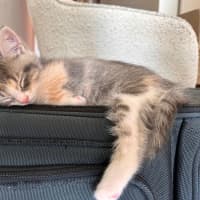 Photo of Lavender Haze