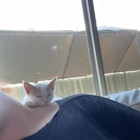 Photo of Gizmo