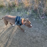Photo of Maxie   21 Month Old Staffy X Boxer