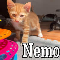 Photo of Nemo