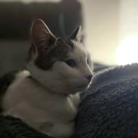 Photo of Tinkerbell 