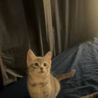 Photo of Chopper