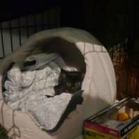 Photo of Onyx (8945)