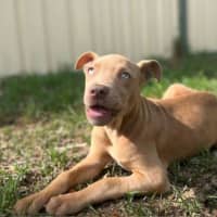 Photo of Layla