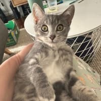 Photo of Louis **2nd Chance Cat Rescue**