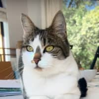 Photo of Bunny