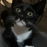 Photo of Sampson   Reduced Adoption Fee