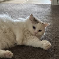 Photo of Coconut 