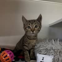 Photo of Rusty