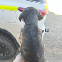 Photo of Uma (Lollie)