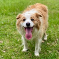 Photo of Ollie The Collie