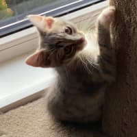 Photo of Jasmine   Meet Me At Petstock Chelsea