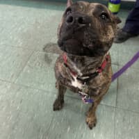 Photo of Luna