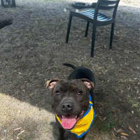 Photo of Blaze   22 Month Old Staffy (Trial 12/1)