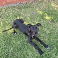 Photo of Cosmo 