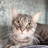 Photo of Meow