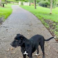 Photo of Tasha *$350 Adoption Fee*