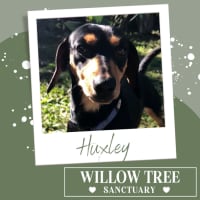 Photo of Huxley