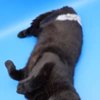 Photo of Patch   Available Pet Quarters Tuggerah