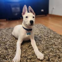 Photo of Gunner