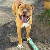Photo of Duke