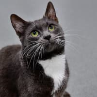 Photo of Wallace