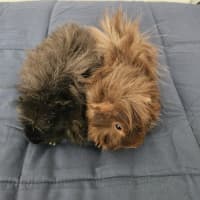 Photo of Fred & Barney