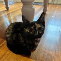 Photo of Sissy