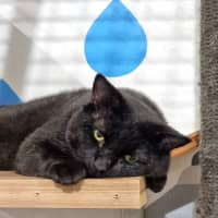 Photo of Baloo
