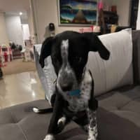 Photo of Hugo