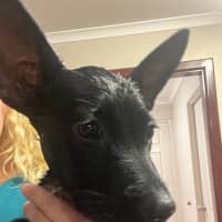 Photo of Felice (Astrid)