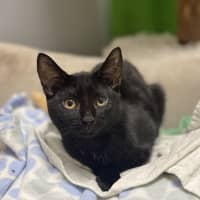 Photo of Orby