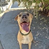 Photo of Mike! 🛋️🦎