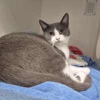 Photo of Bentley