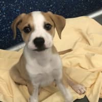 Photo of Louie